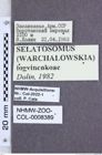 Etikette zu Selatosomus (Warchalowskia) longvinenkoae (Dolin, 1982) (NHMW-ZOO-COL-0008389)